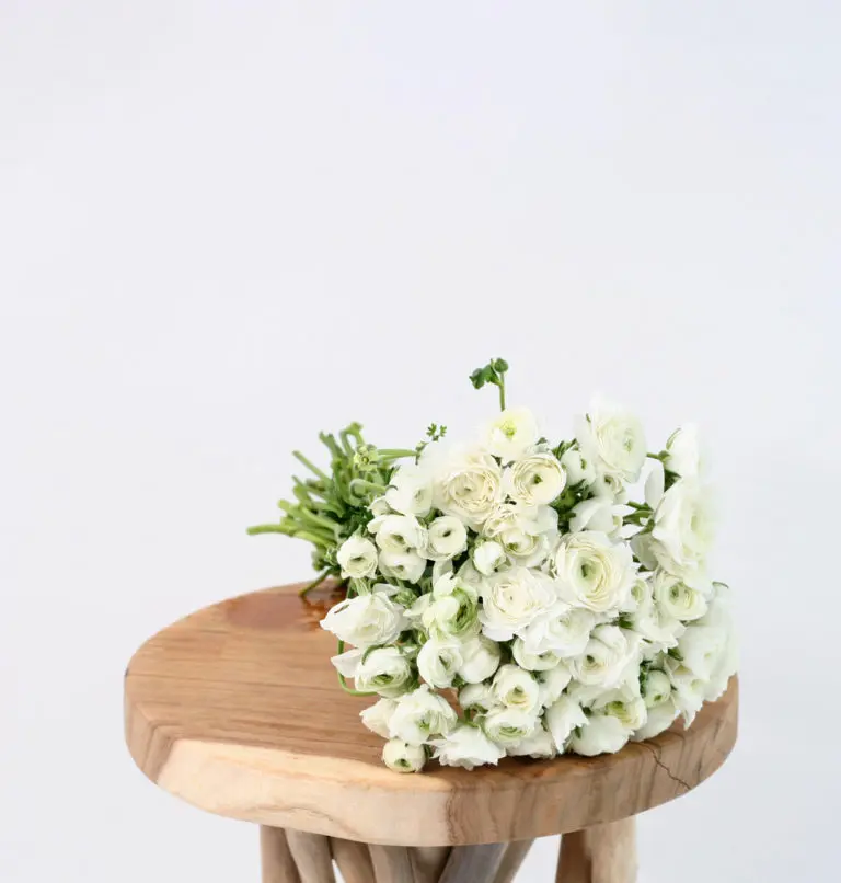 bouquet de renoncules blanches