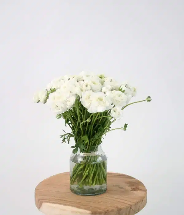bouquet de renoncules blanches