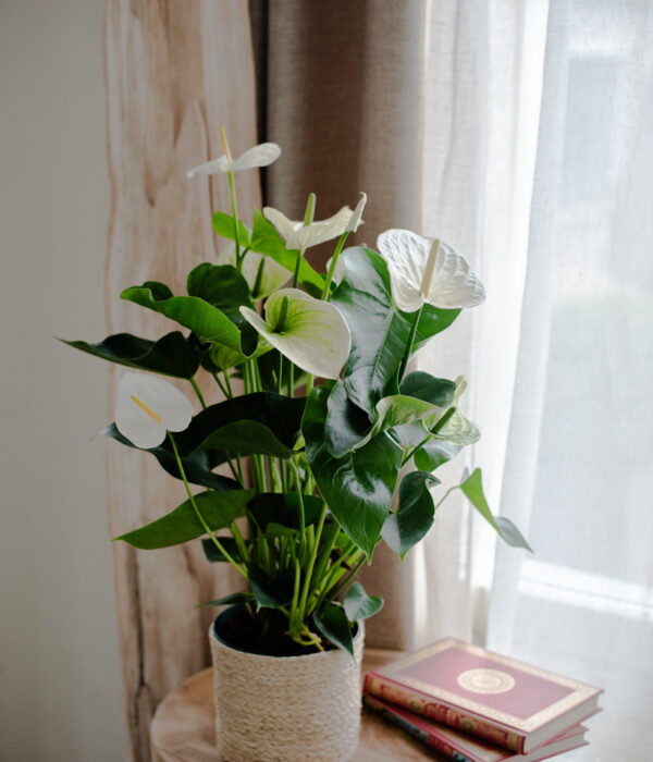 anthurium blanc plante verte fleurie intérieur