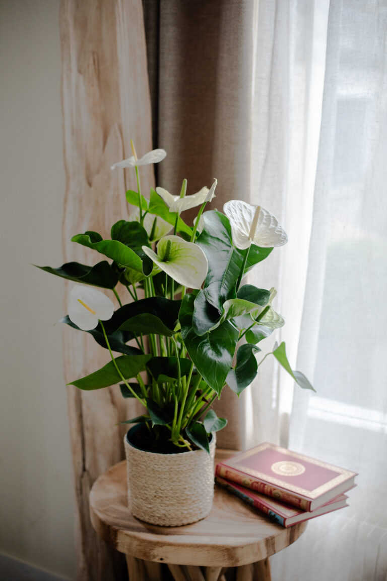 anthurium blanc plante verte fleurie intérieur