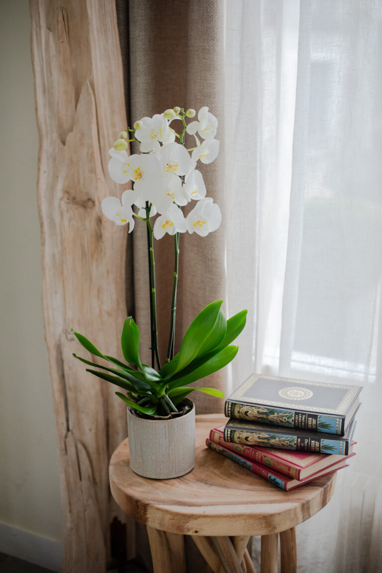 orchidée blanche plante verte fleurie intérieur