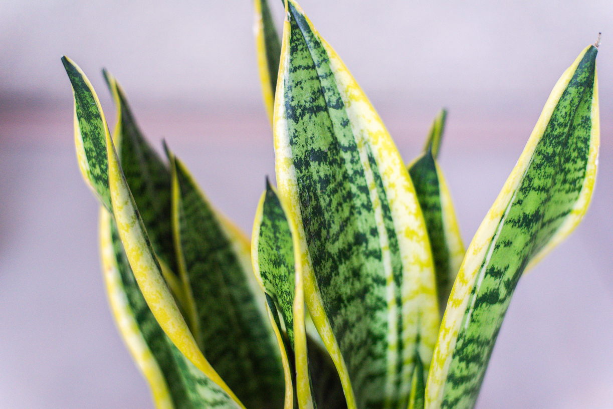 sansevière plante verte jaune intérieur succulente